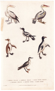 1. African Pelican  2. American Pelican  3. Black footed Penguin  4. Northern Penguin  5. Spotted Petrel  6. Manks Petrel 